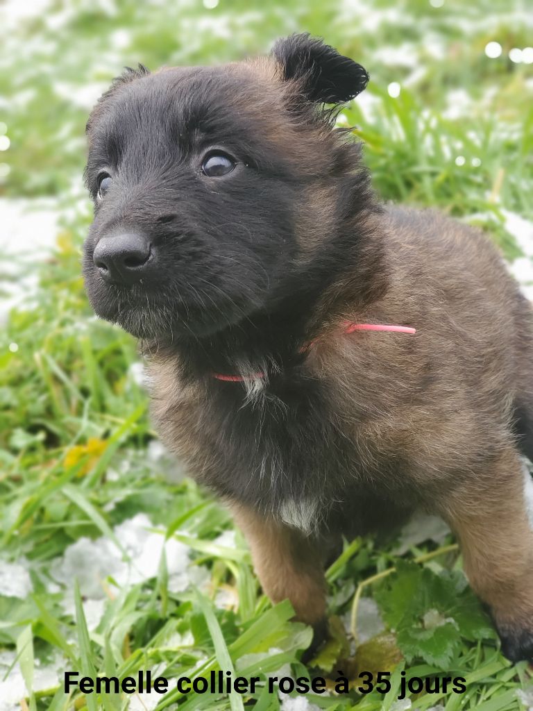 De La Patte Sacrée - Chiot disponible  - Berger Belge