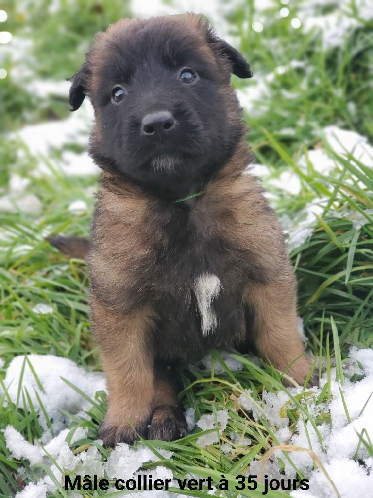 De La Patte Sacrée - Chiot disponible  - Berger Belge