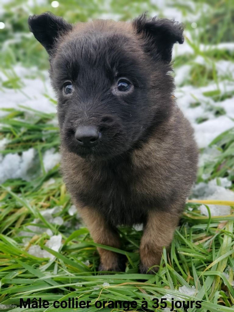 De La Patte Sacrée - Chiot disponible  - Berger Belge