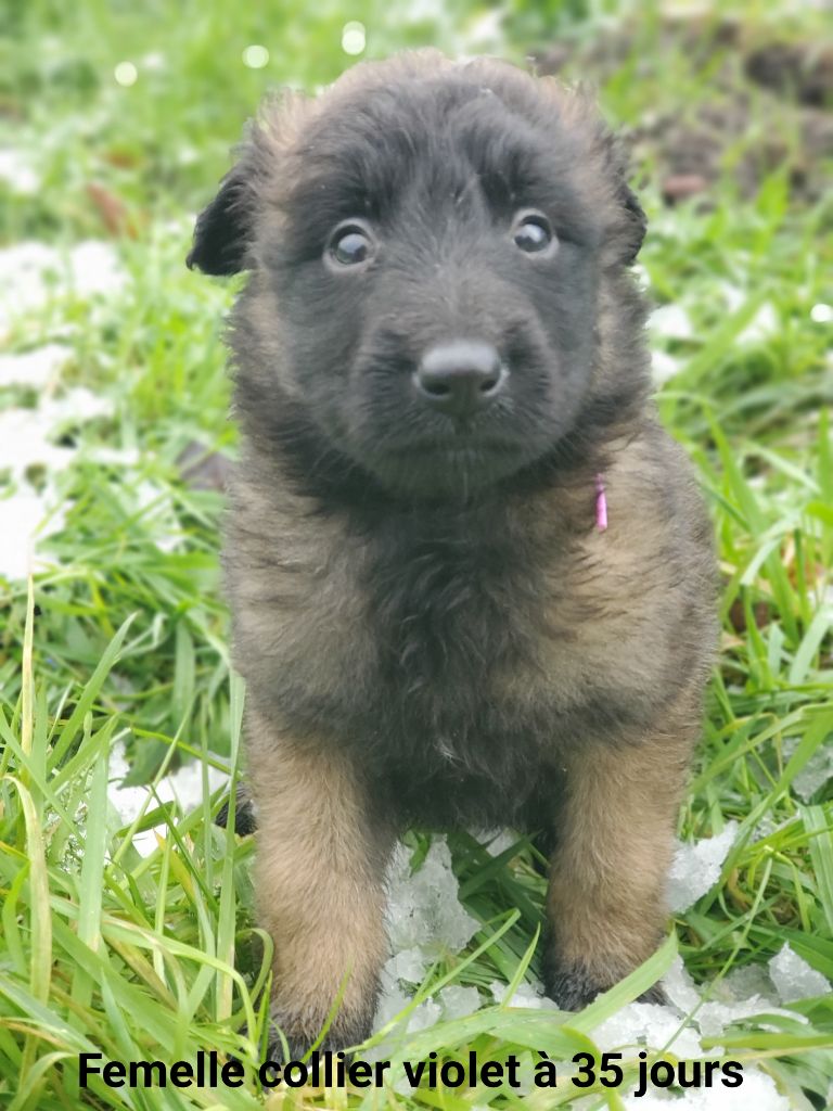 De La Patte Sacrée - Chiot disponible  - Berger Belge