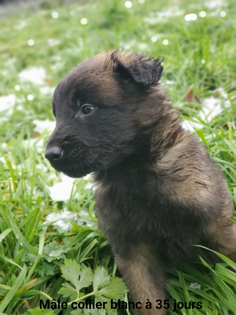 De La Patte Sacrée - Chiot disponible  - Berger Belge