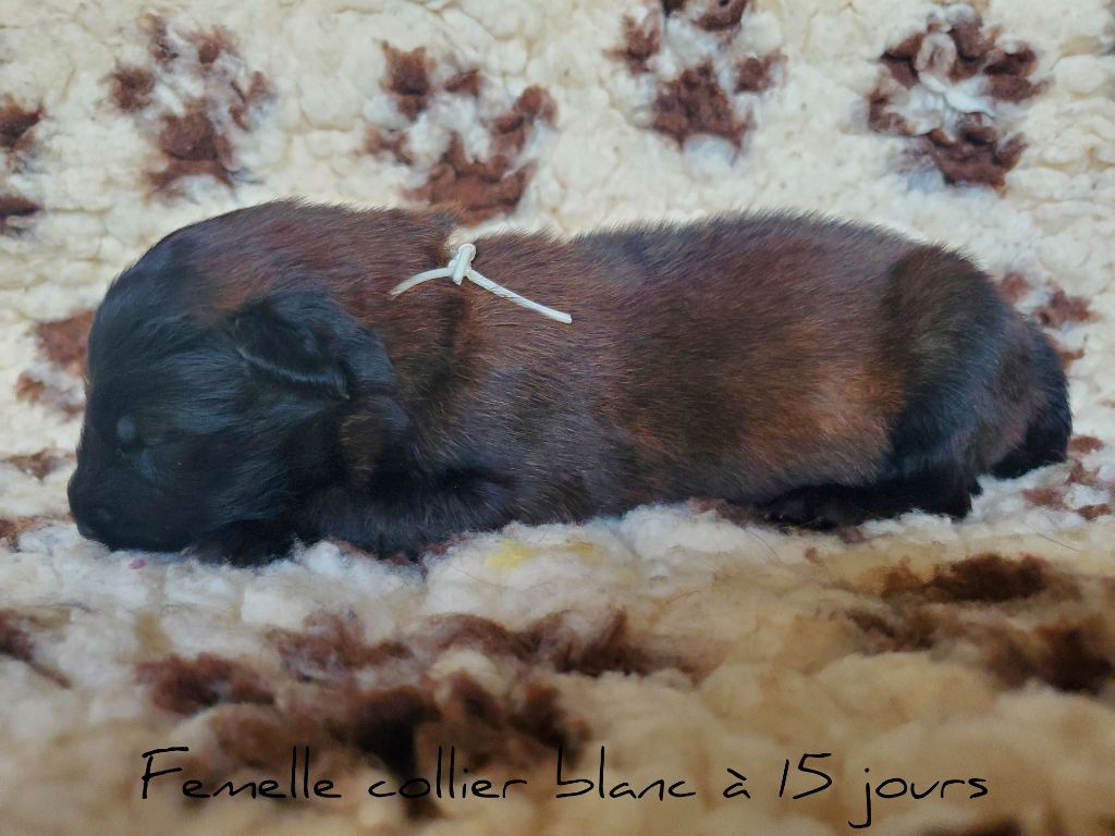 De La Patte Sacrée - Chiot disponible  - Berger Belge