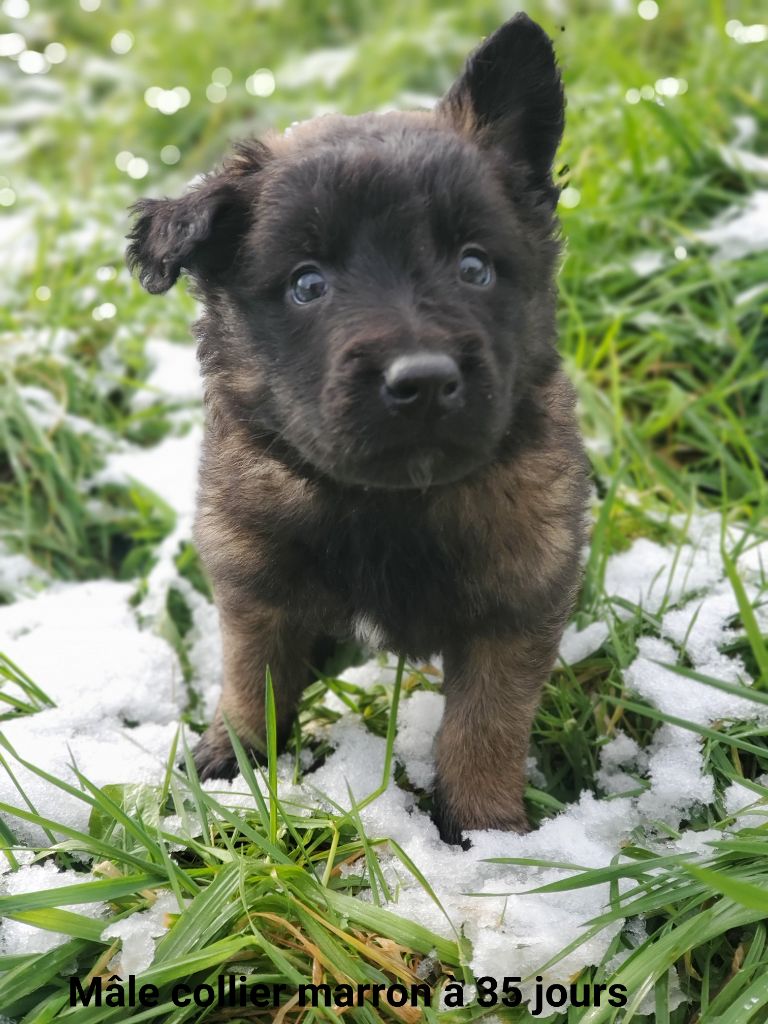 De La Patte Sacrée - Chiot disponible  - Berger Belge