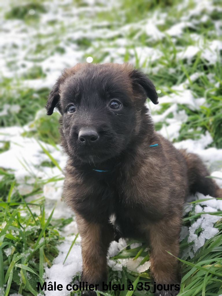 De La Patte Sacrée - Chiot disponible  - Berger Belge