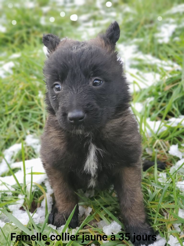 De La Patte Sacrée - Chiot disponible  - Berger Belge