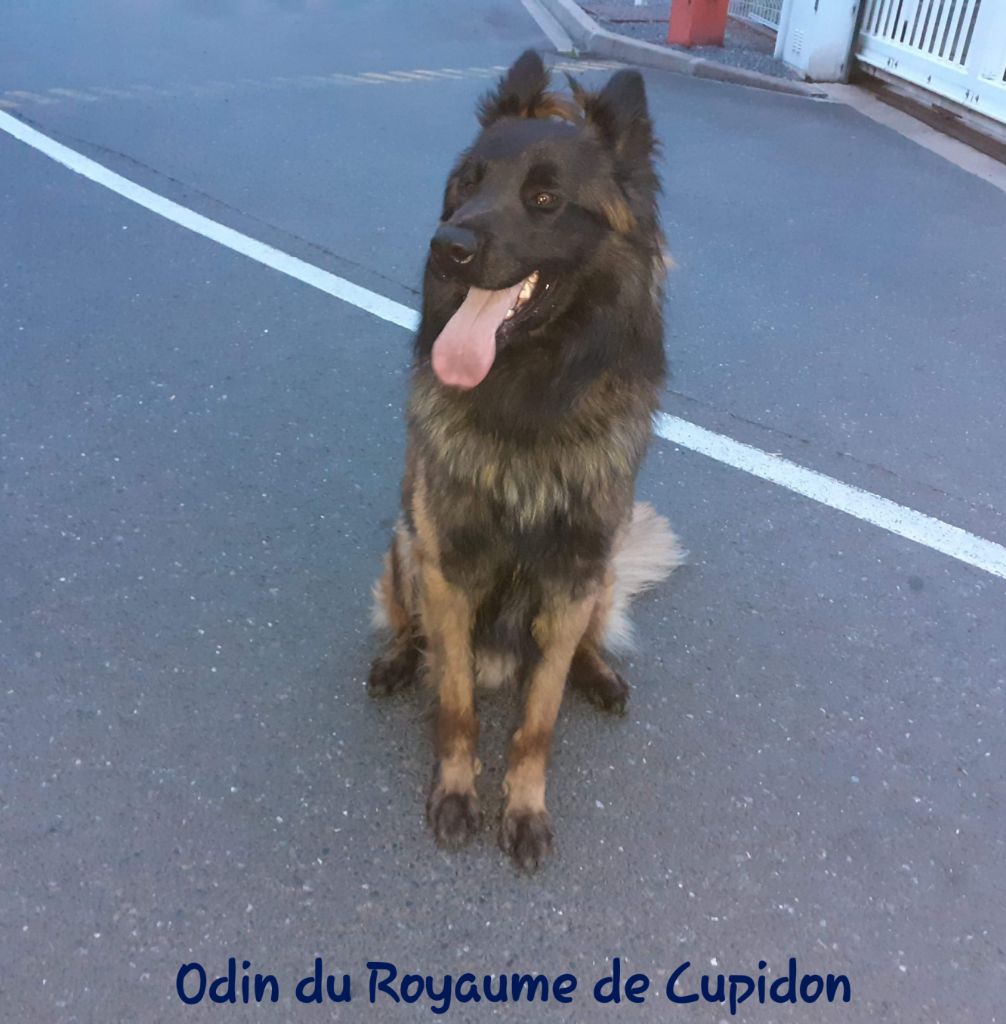 Odin du royaume de cupidon