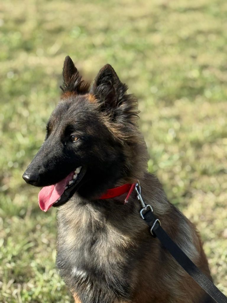 Vektra De La Patte Sacrée