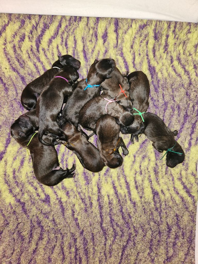 De La Patte Sacrée - Berger Belge - Portée née le 05/10/2025