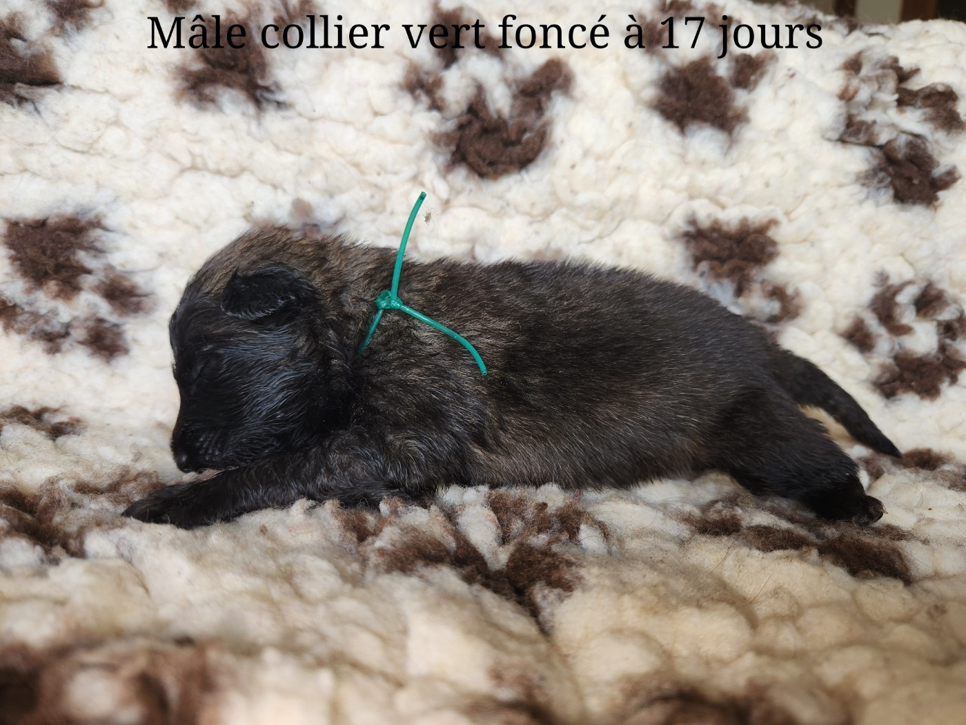 De La Patte Sacrée - Chiots disponibles - Berger Belge