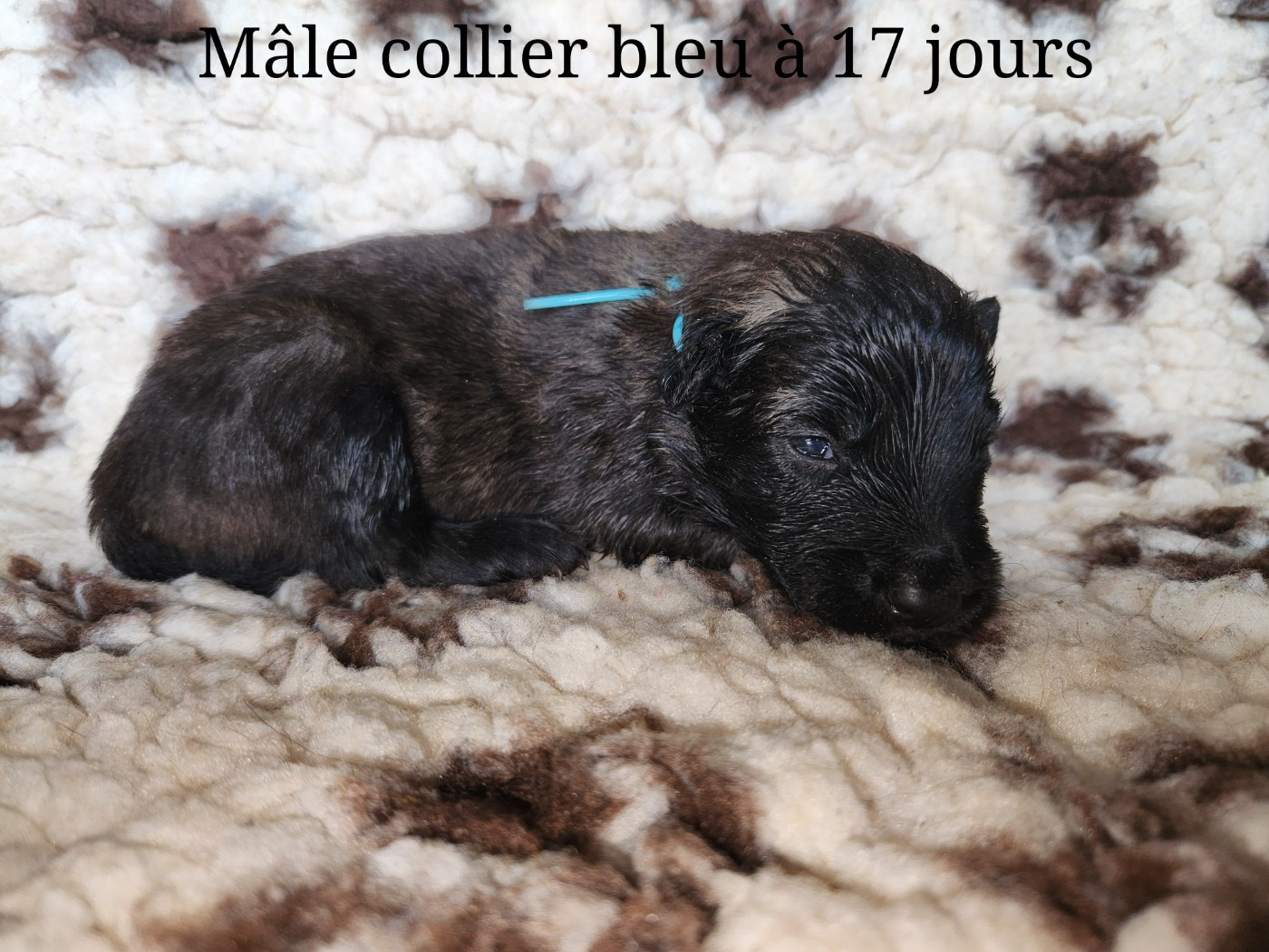 De La Patte Sacrée - Chiots disponibles - Berger Belge