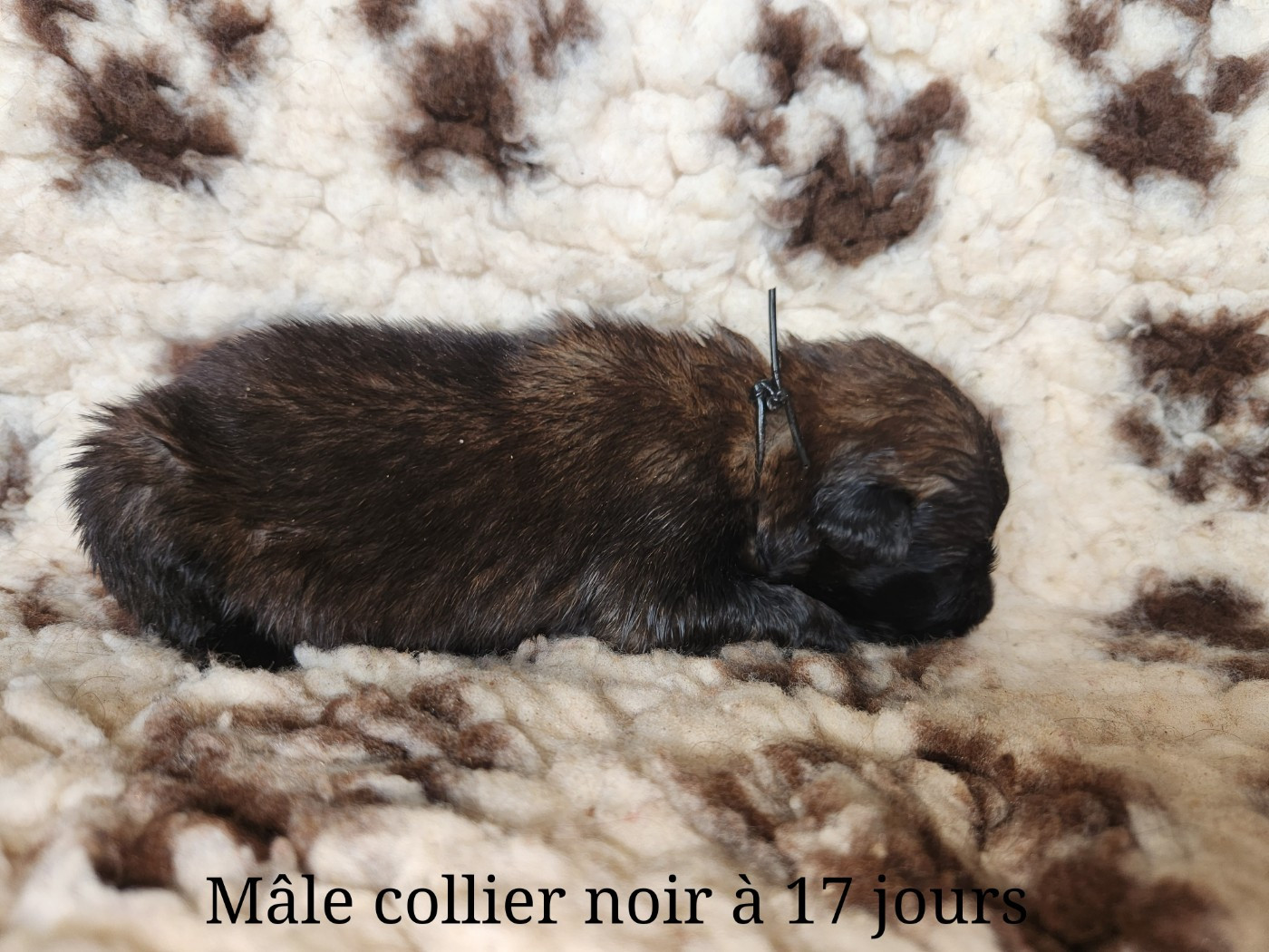De La Patte Sacrée - Chiots disponibles - Berger Belge