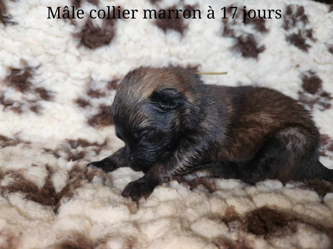 De La Patte Sacrée - Chiots disponibles - Berger Belge