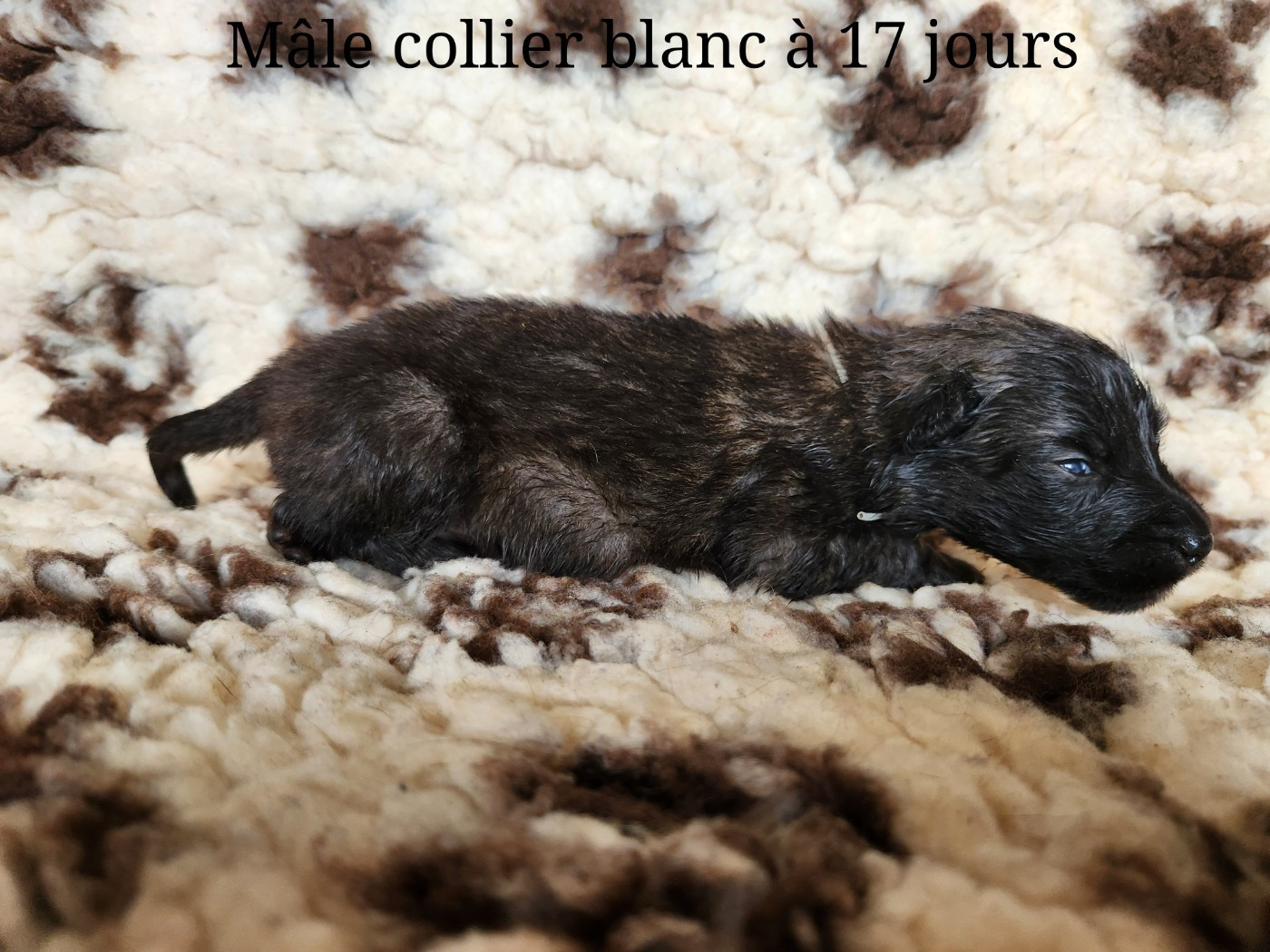 De La Patte Sacrée - Chiots disponibles - Berger Belge