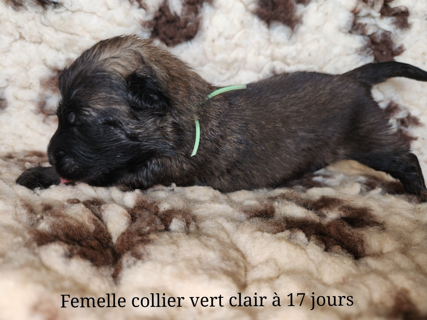 De La Patte Sacrée - Chiots disponibles - Berger Belge