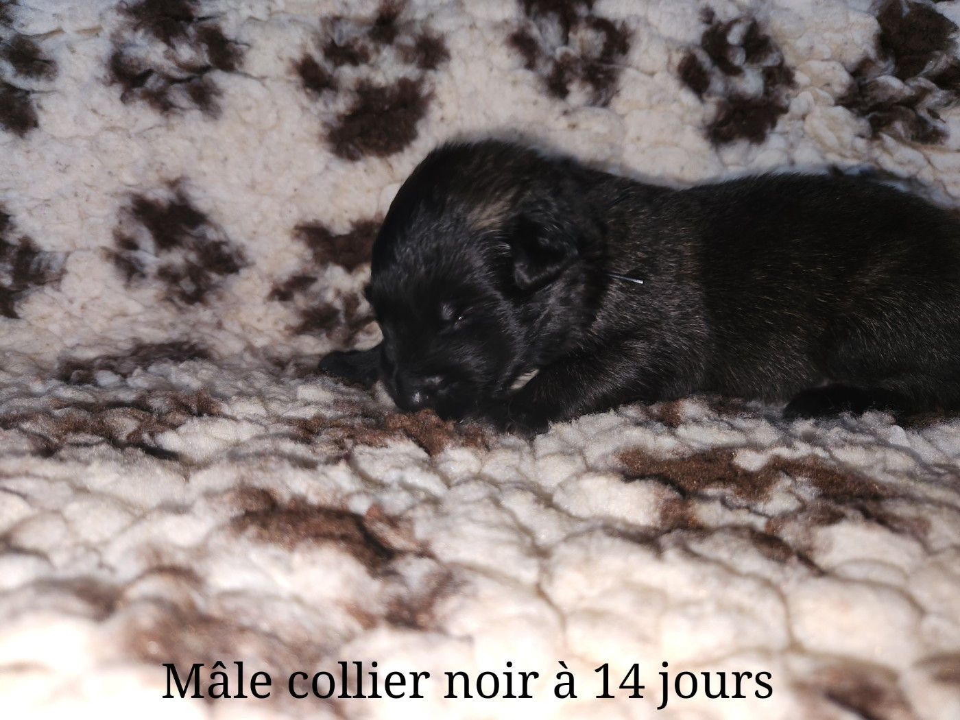 De La Patte Sacrée - Chiots disponibles - Berger Belge