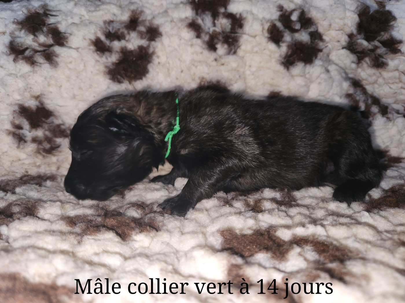 De La Patte Sacrée - Chiots disponibles - Berger Belge