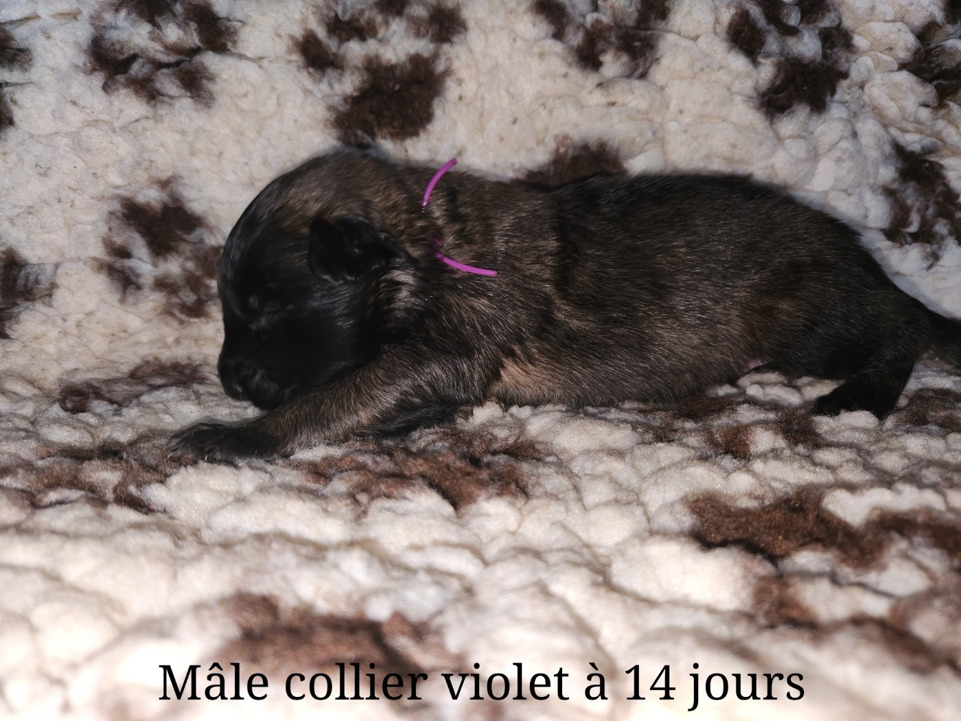 De La Patte Sacrée - Chiots disponibles - Berger Belge