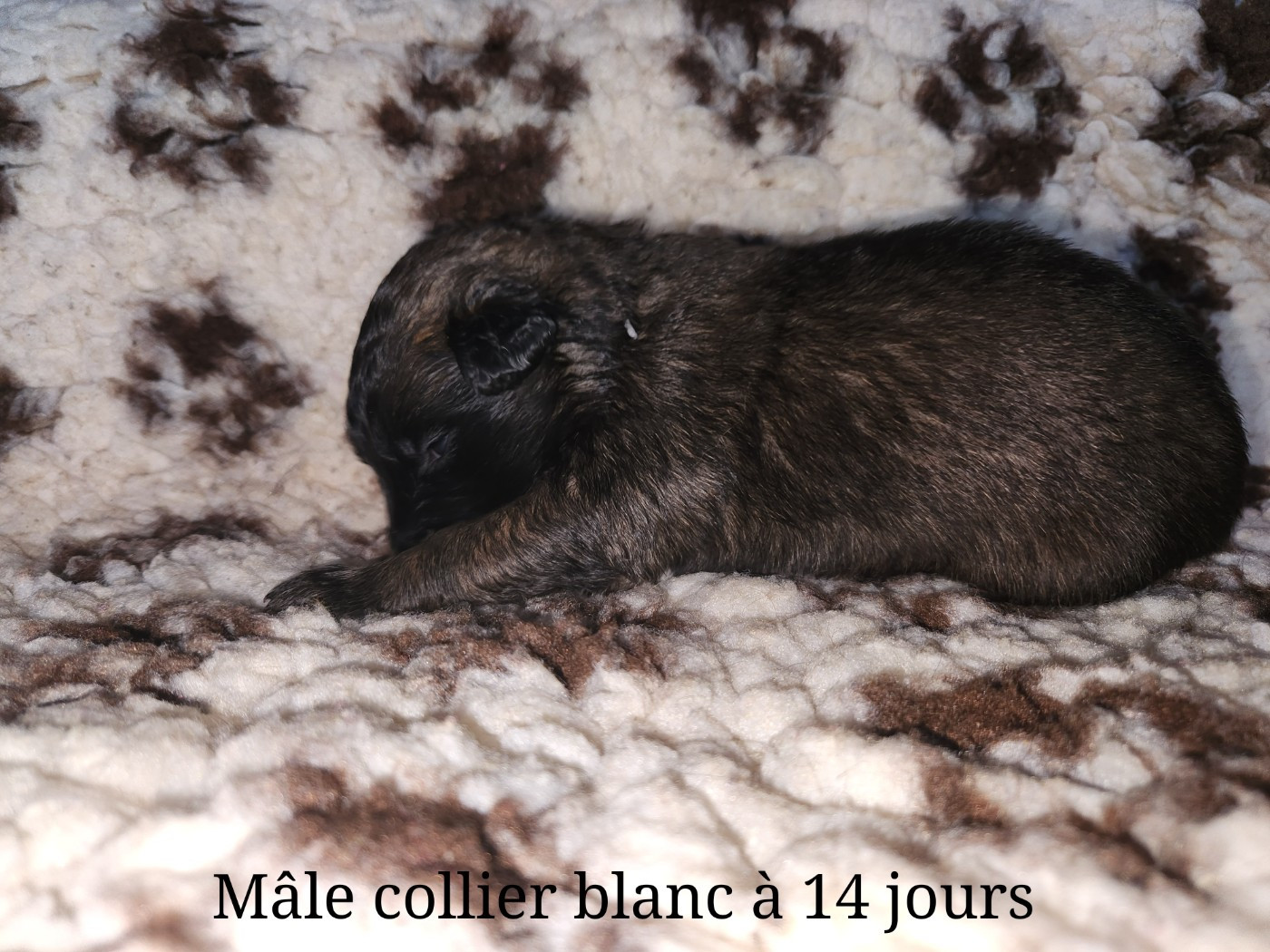 De La Patte Sacrée - Chiots disponibles - Berger Belge