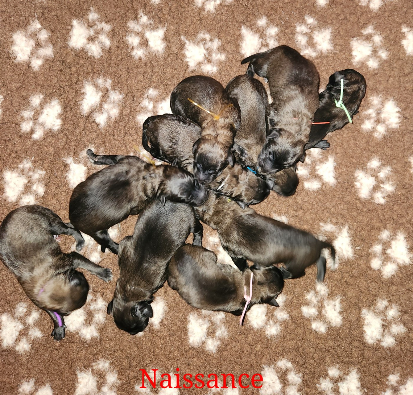 De La Patte Sacrée - Berger Belge - Portée née le 14/10/2025