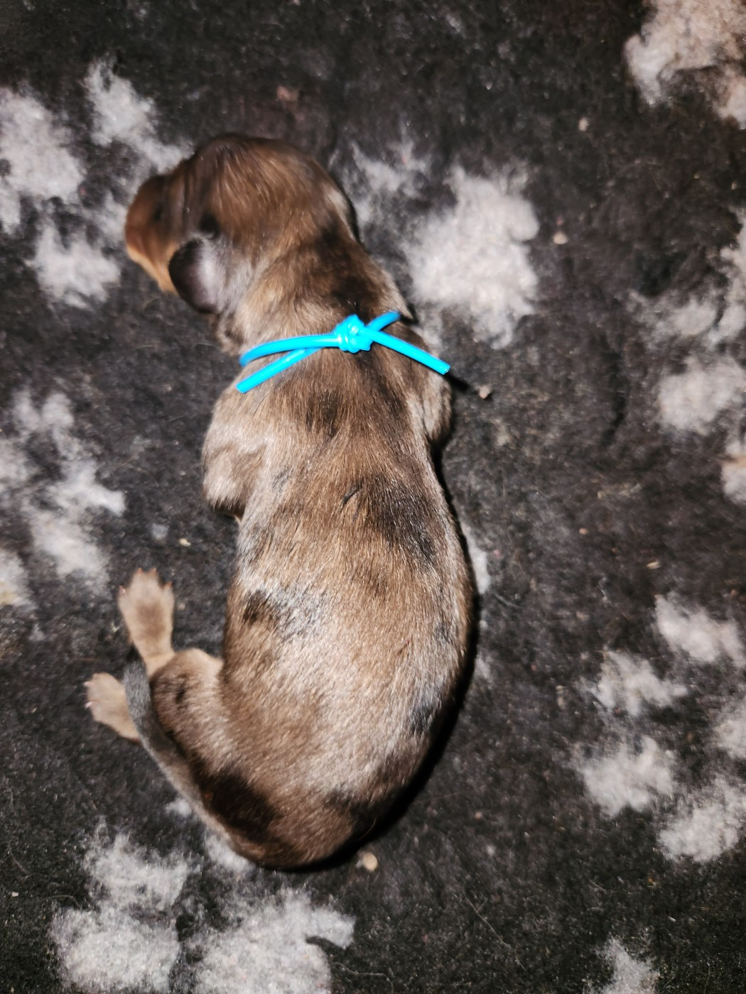 De La Patte Sacrée - Chiots disponibles - Teckel poil long