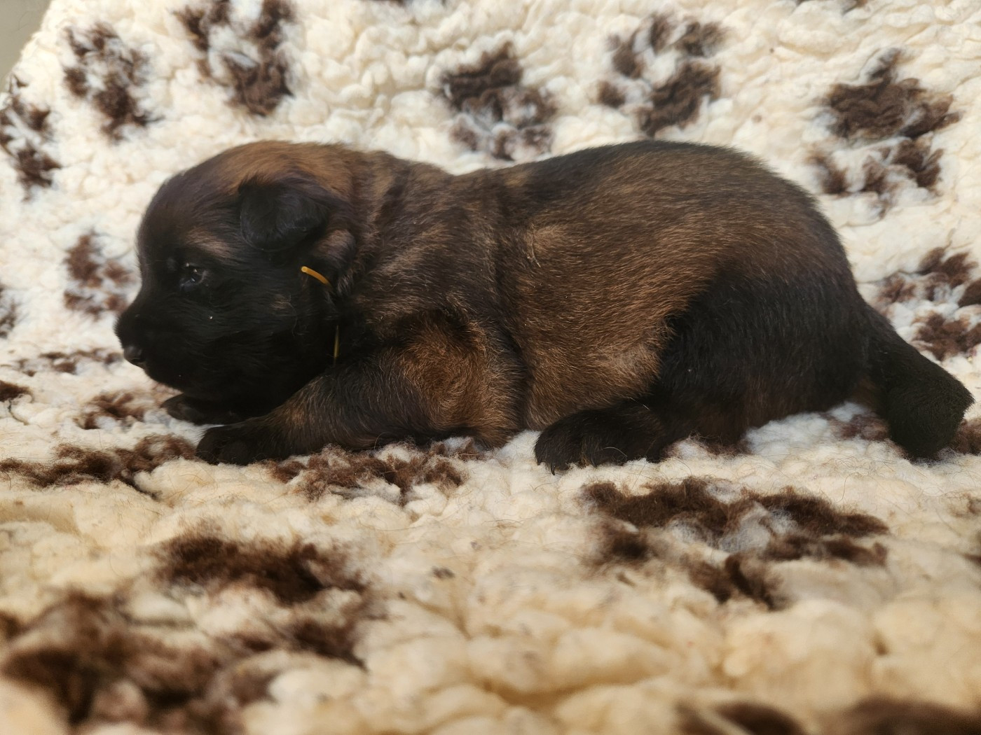 De La Patte Sacrée - Chiots disponibles - Berger Belge