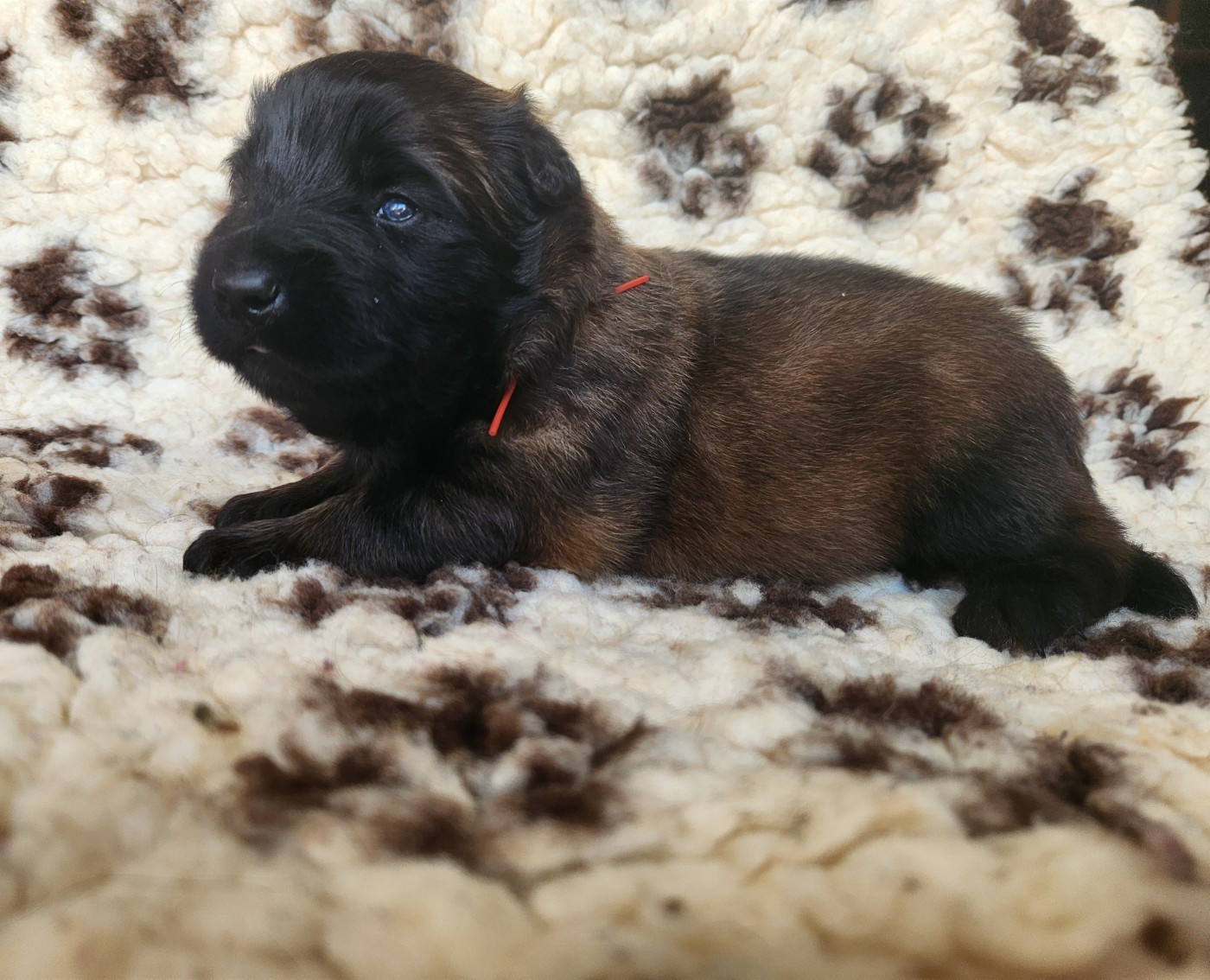 De La Patte Sacrée - Chiots disponibles - Berger Belge