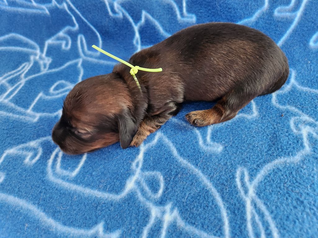 De La Patte Sacrée - Chiots disponibles - Teckel poil long