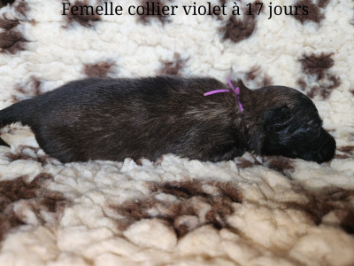 Collier violet