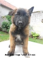 Lasco