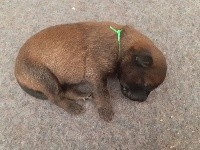 Pako