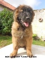 Leveun