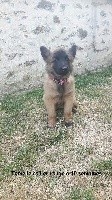 Nueva estrella en el corazón 