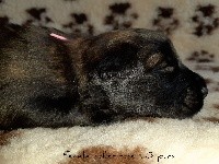 Syska
