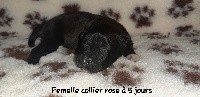Rosella