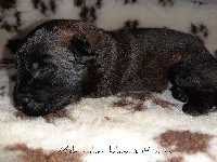 Sisko